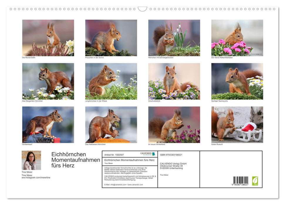 Eichhörnchen Momentaufnahmen fürs Herz (CALVENDO Wandkalender 2024)
