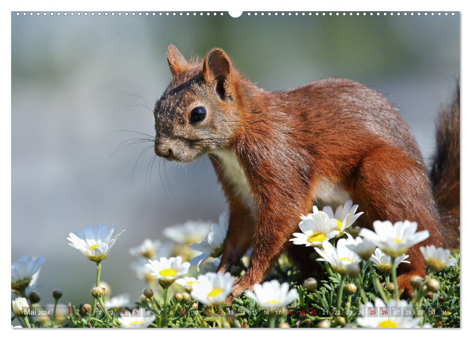 Eichhörnchen Momentaufnahmen fürs Herz (CALVENDO Wandkalender 2024)