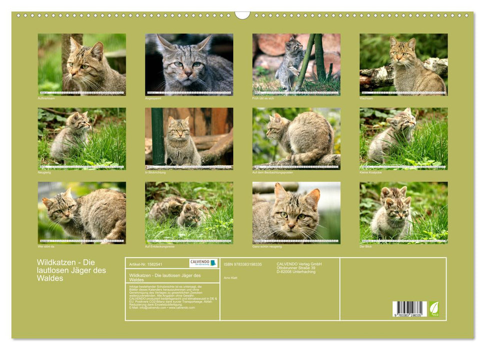 Wildcats - The silent hunters of the forest (CALVENDO wall calendar 2024) 