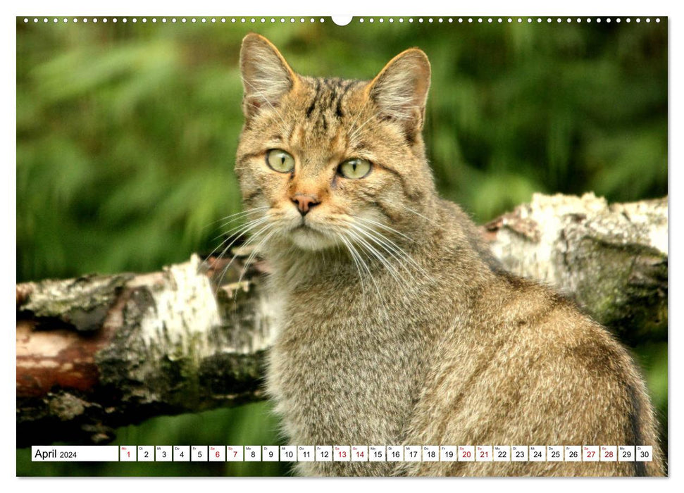 Wildcats - Les chasseurs silencieux de la forêt (Calendrier mural CALVENDO 2024) 