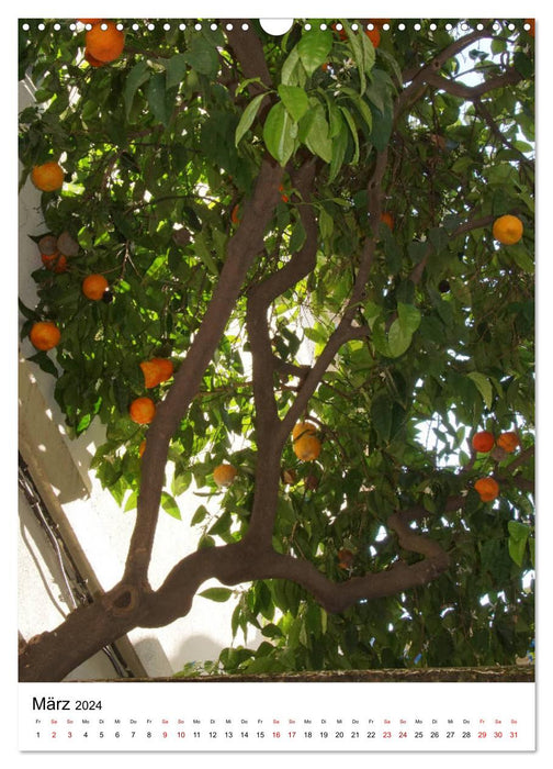 Citrus heaven (CALVENDO wall calendar 2024) 