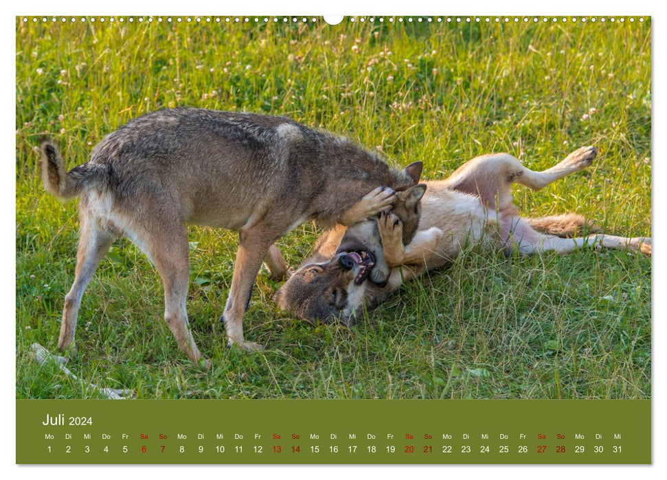 unter Wölfen (CALVENDO Premium Wandkalender 2024)