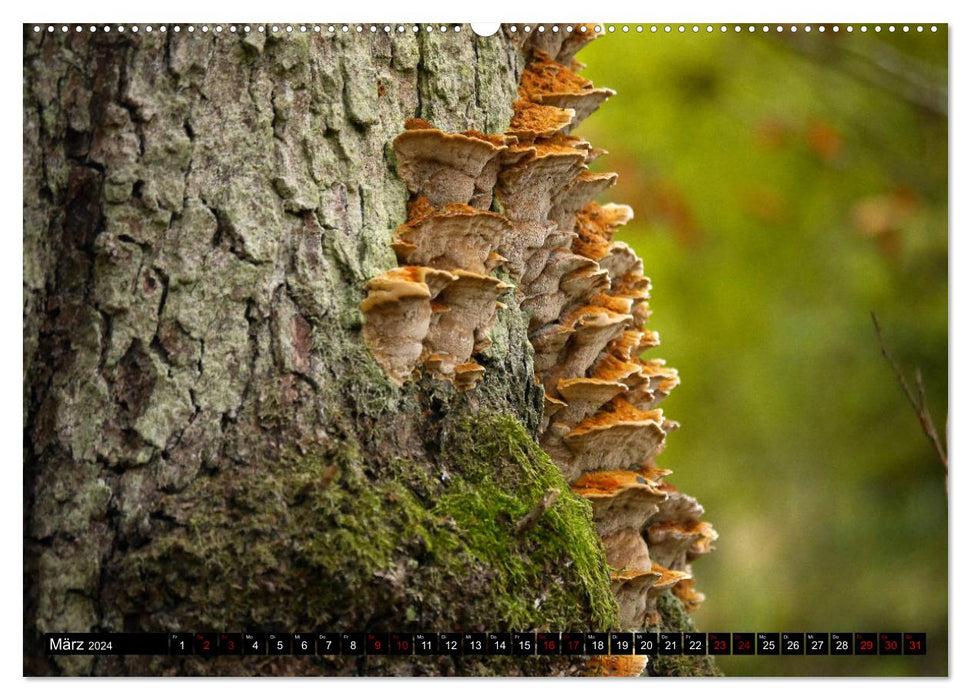 Mushroom Mania (Calendrier mural CALVENDO 2024) 