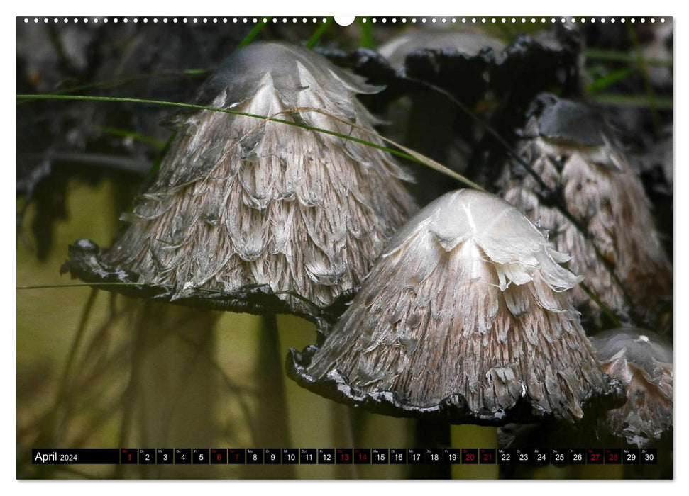 Mushroom Mania (Calendrier mural CALVENDO 2024) 