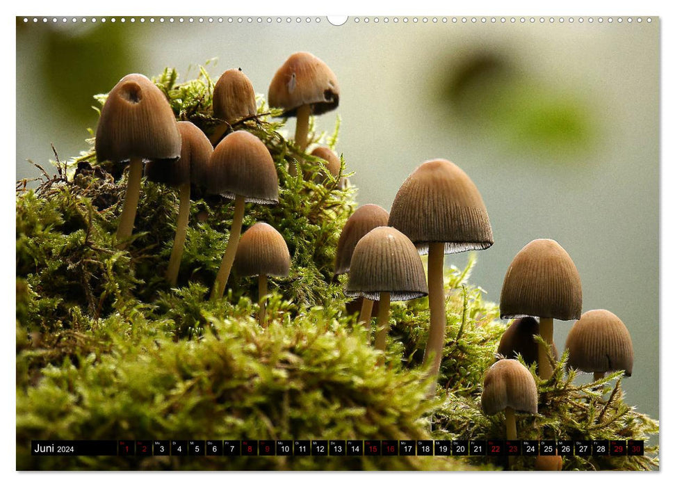 Mushroom Mania (Calendrier mural CALVENDO 2024) 