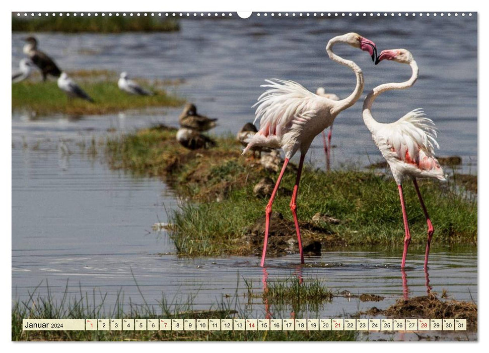 Afrika. Botswanas wundervolle Tierwelt (CALVENDO Premium Wandkalender 2024)