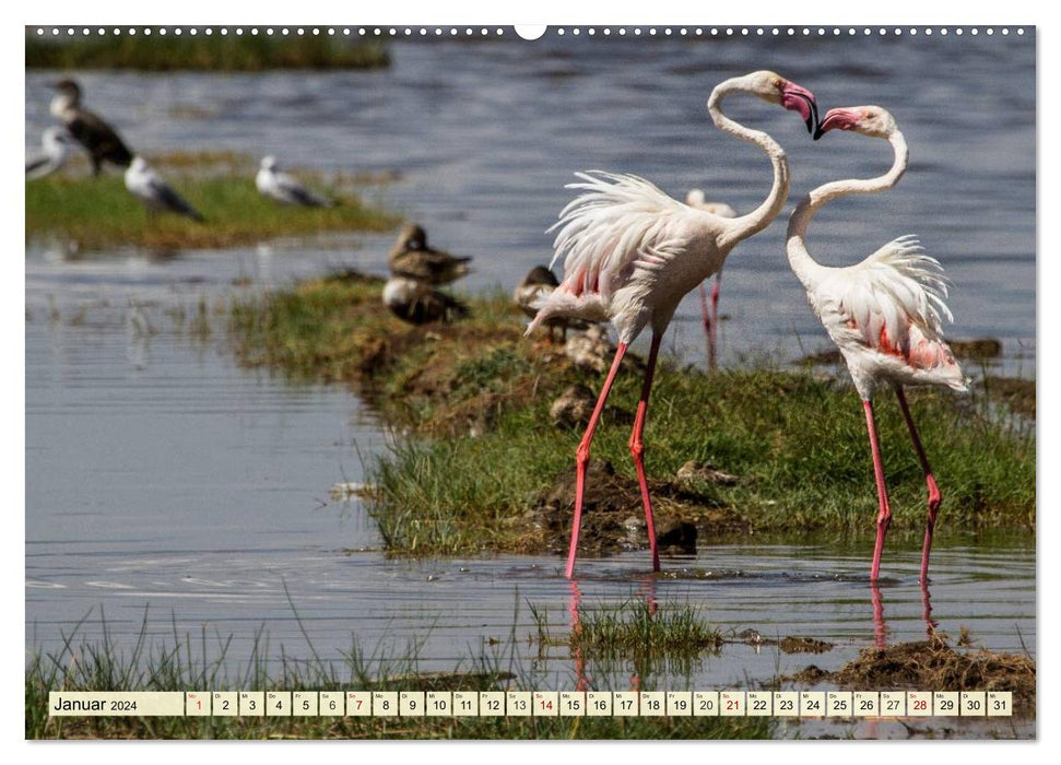 Afrique. La merveilleuse faune du Botswana (Calvendo Premium Wall Calendar 2024) 