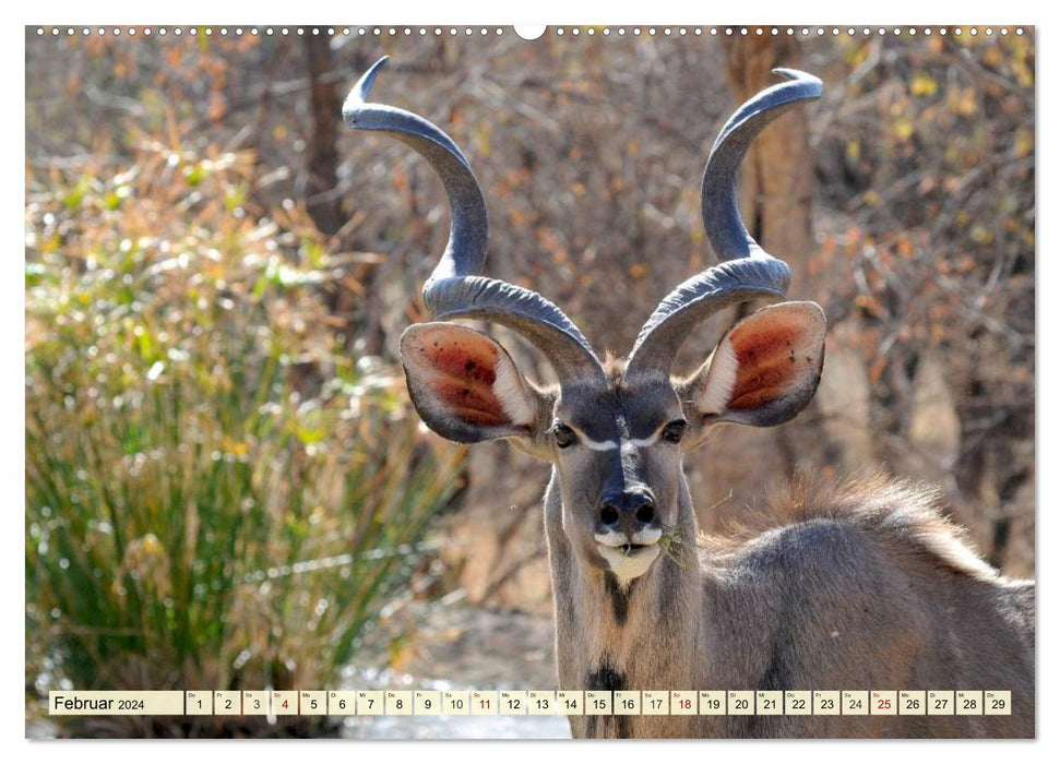 Afrika. Botswanas wundervolle Tierwelt (CALVENDO Premium Wandkalender 2024)