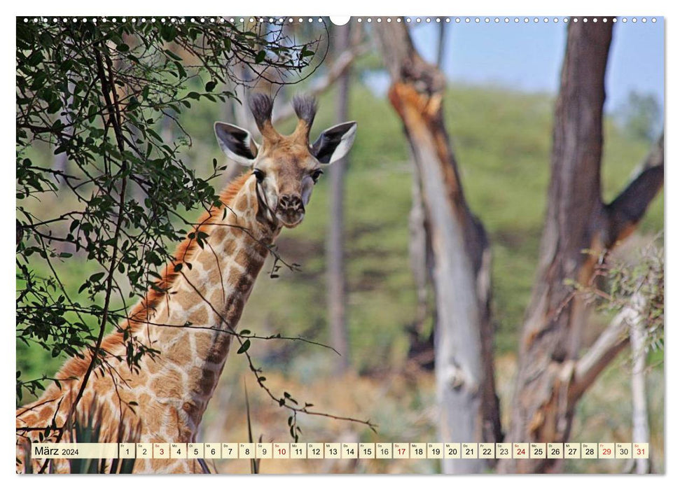 Afrique. La merveilleuse faune du Botswana (Calvendo Premium Wall Calendar 2024) 