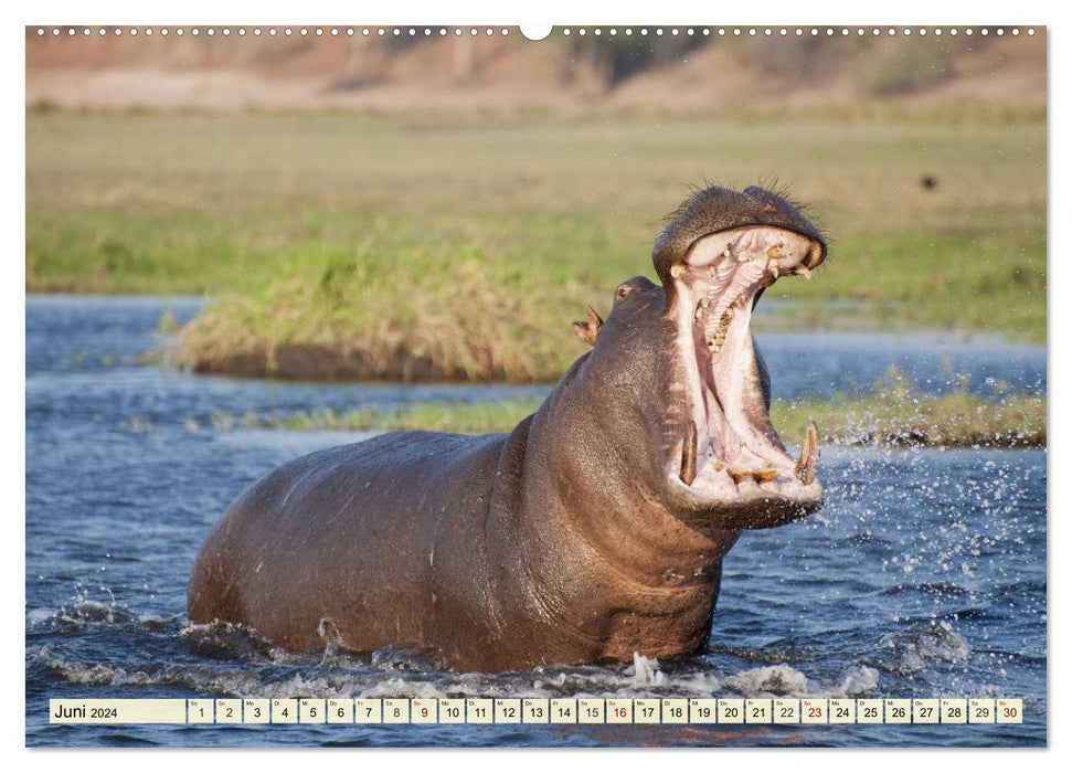 Afrique. La merveilleuse faune du Botswana (Calvendo Premium Wall Calendar 2024) 