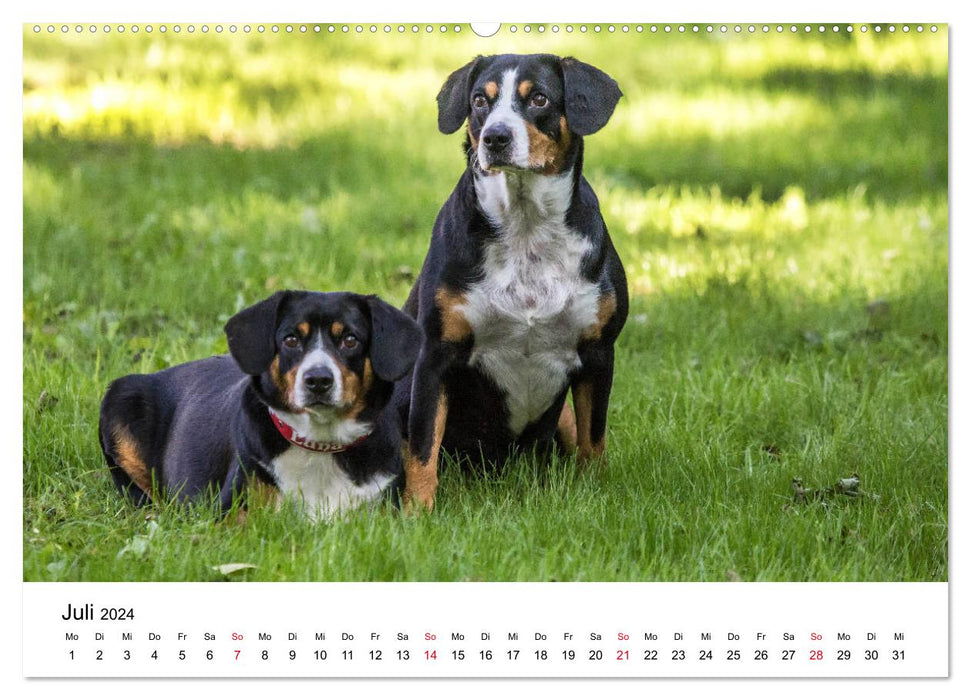 Entlebucher Sennenhunde Emma und Luna (CALVENDO Premium Wandkalender 2024)