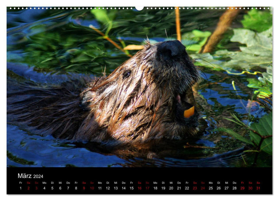 Das Leben der Biber (CALVENDO Wandkalender 2024)