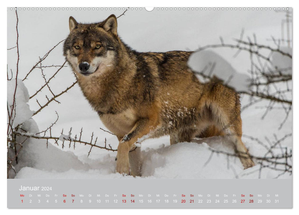 parmi les loups (calendrier mural CALVENDO 2024) 