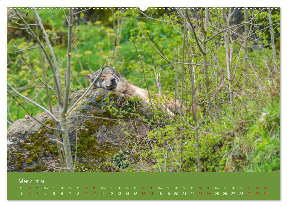 parmi les loups (calendrier mural CALVENDO 2024) 