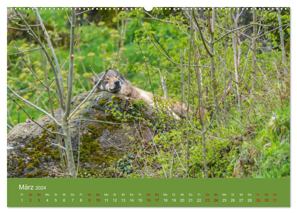 among wolves (CALVENDO wall calendar 2024) 