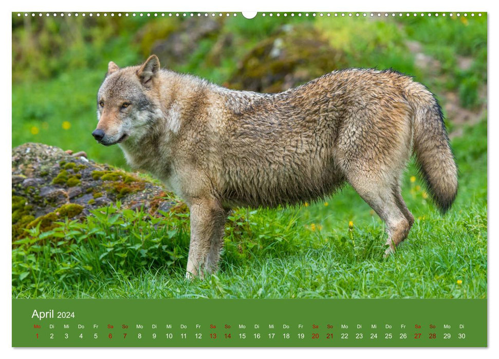 parmi les loups (calendrier mural CALVENDO 2024) 