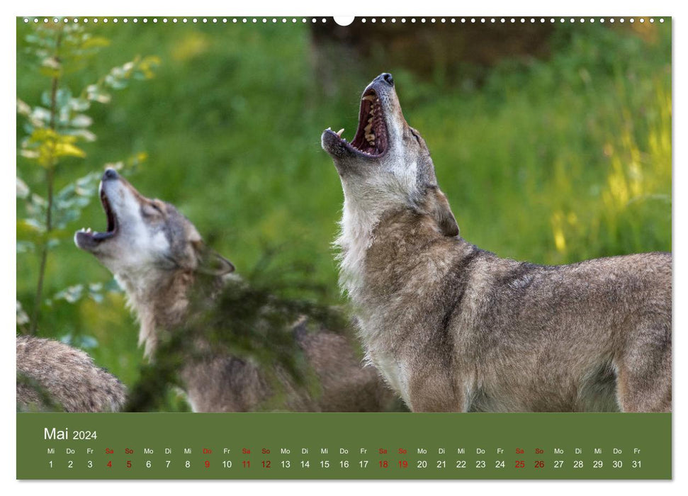 parmi les loups (calendrier mural CALVENDO 2024) 