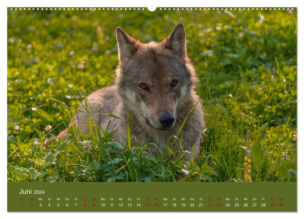 parmi les loups (calendrier mural CALVENDO 2024) 