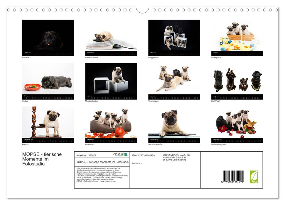PUGS - moments animaliers dans le studio photo (calendrier mural CALVENDO 2024) 