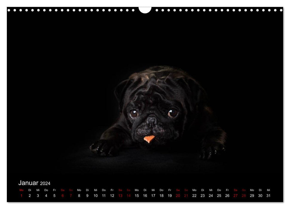 PUGS - moments animaliers dans le studio photo (calendrier mural CALVENDO 2024) 