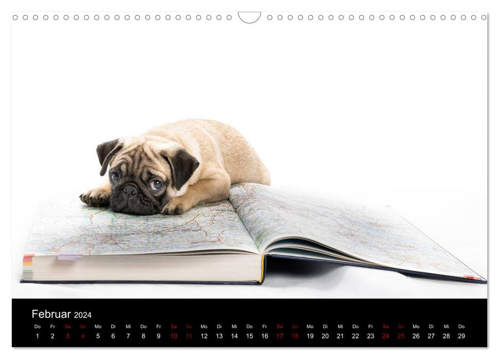 PUGS - moments animaliers dans le studio photo (calendrier mural CALVENDO 2024) 