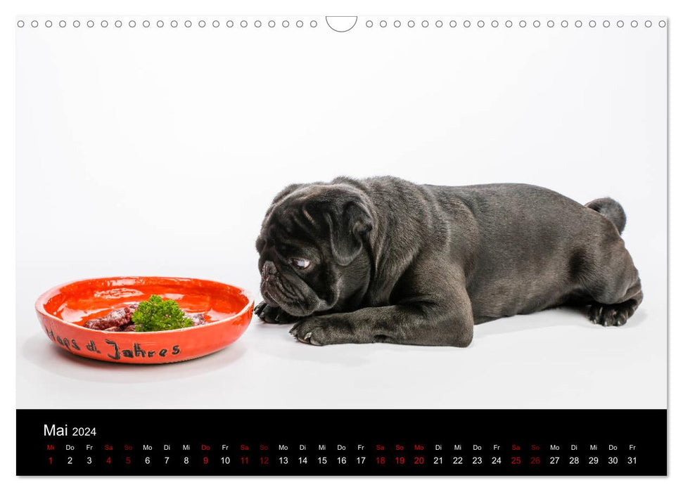 PUGS - moments animaliers dans le studio photo (calendrier mural CALVENDO 2024) 