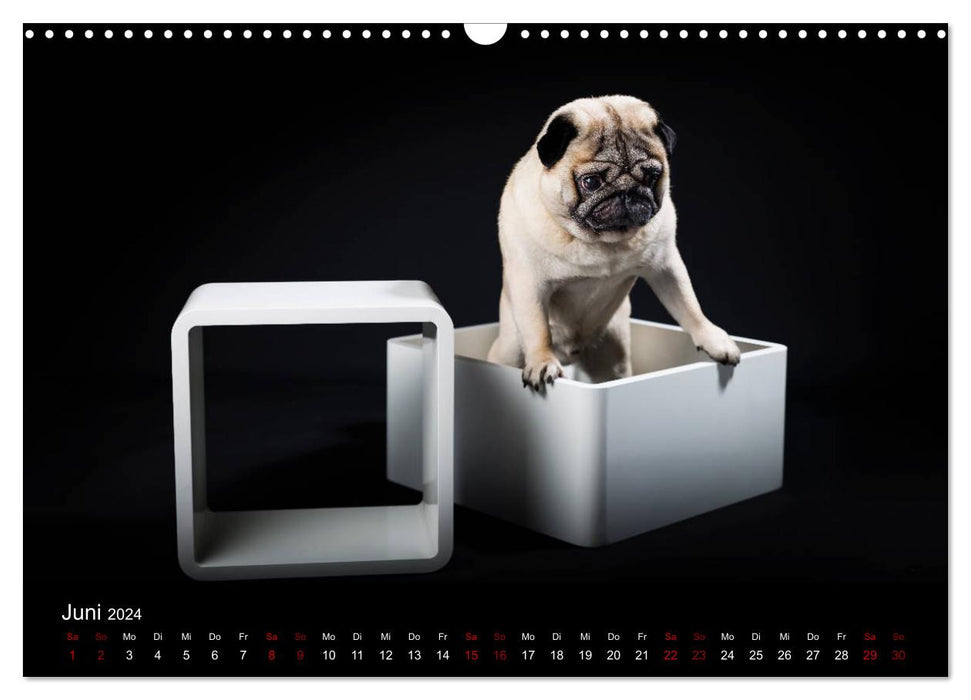 PUGS - moments animaliers dans le studio photo (calendrier mural CALVENDO 2024) 