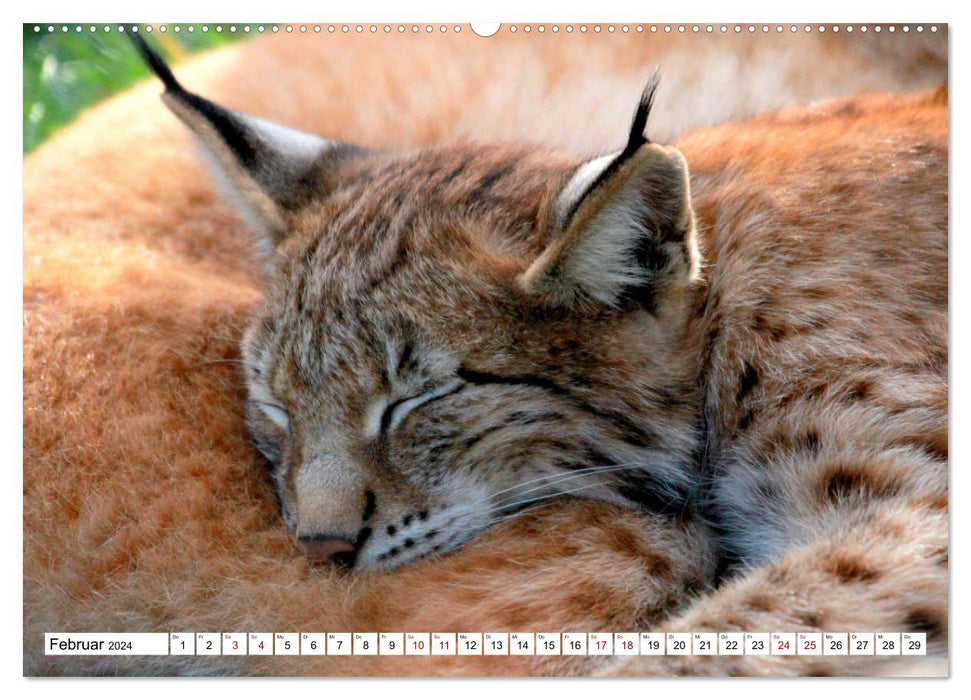 Famille Lynx – Les chasseurs aux oreilles en brosse (Calvendo Premium Wall Calendar 2024) 