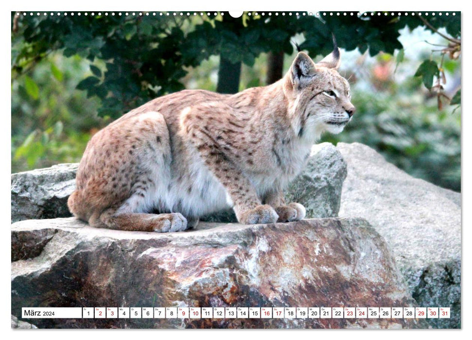 Famille Lynx – Les chasseurs aux oreilles en brosse (Calvendo Premium Wall Calendar 2024) 