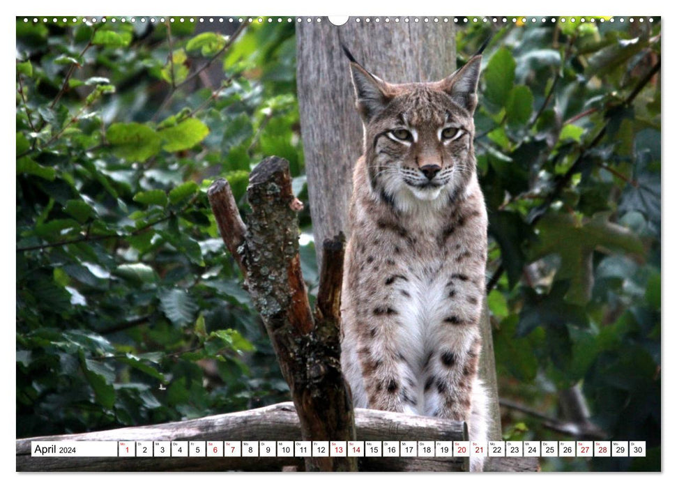 Famille Lynx – Les chasseurs aux oreilles en brosse (Calvendo Premium Wall Calendar 2024) 