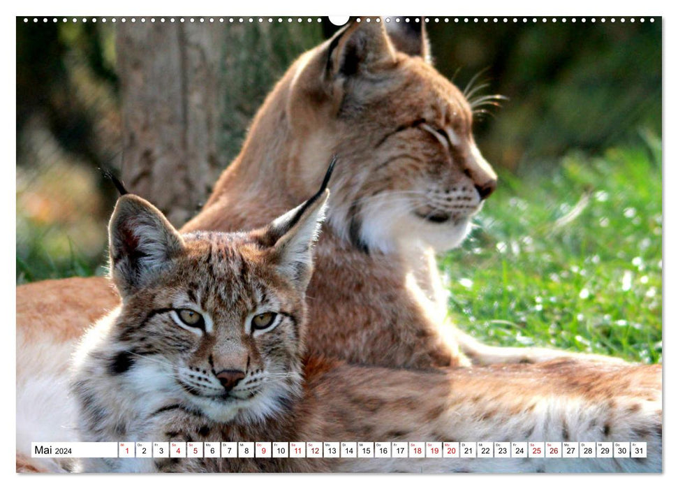 Famille Lynx – Les chasseurs aux oreilles en brosse (Calvendo Premium Wall Calendar 2024) 