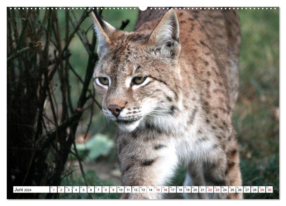 Famille Lynx – Les chasseurs aux oreilles en brosse (Calvendo Premium Wall Calendar 2024) 