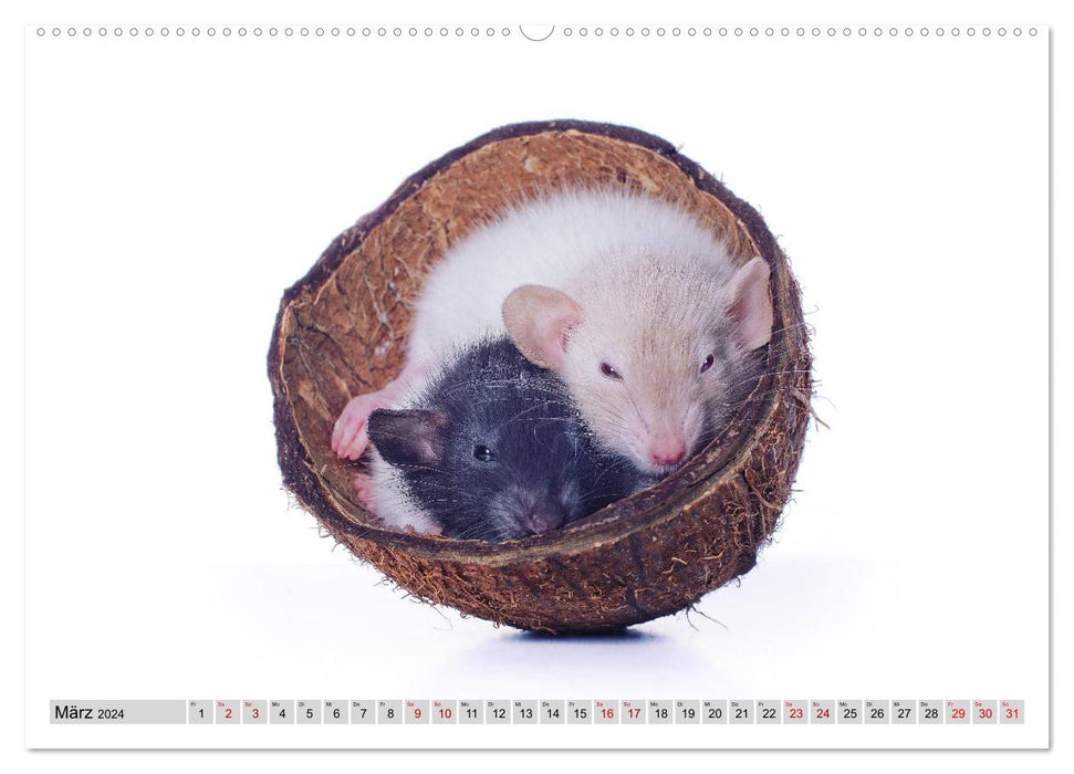 Rattenscharf und zuckersüß (CALVENDO Premium Wandkalender 2024)