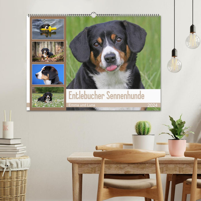 Chiens de montagne de l'Entlebuch Emma et Luna (calendrier mural CALVENDO 2024) 