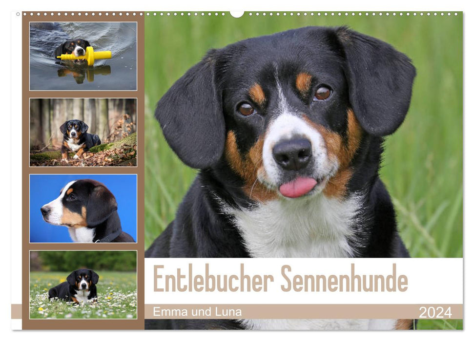 Chiens de montagne de l'Entlebuch Emma et Luna (calendrier mural CALVENDO 2024) 