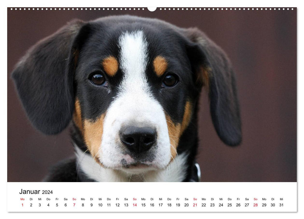 Entlebucher mountain dogs Emma and Luna (CALVENDO wall calendar 2024) 
