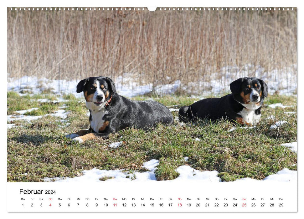 Chiens de montagne de l'Entlebuch Emma et Luna (calendrier mural CALVENDO 2024) 