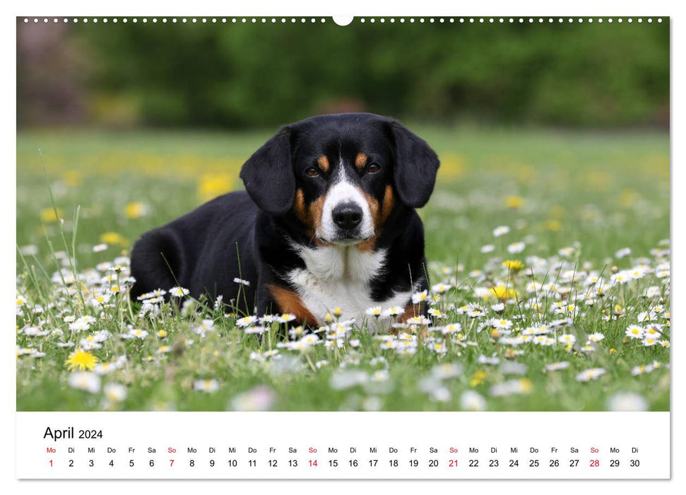 Chiens de montagne de l'Entlebuch Emma et Luna (calendrier mural CALVENDO 2024) 