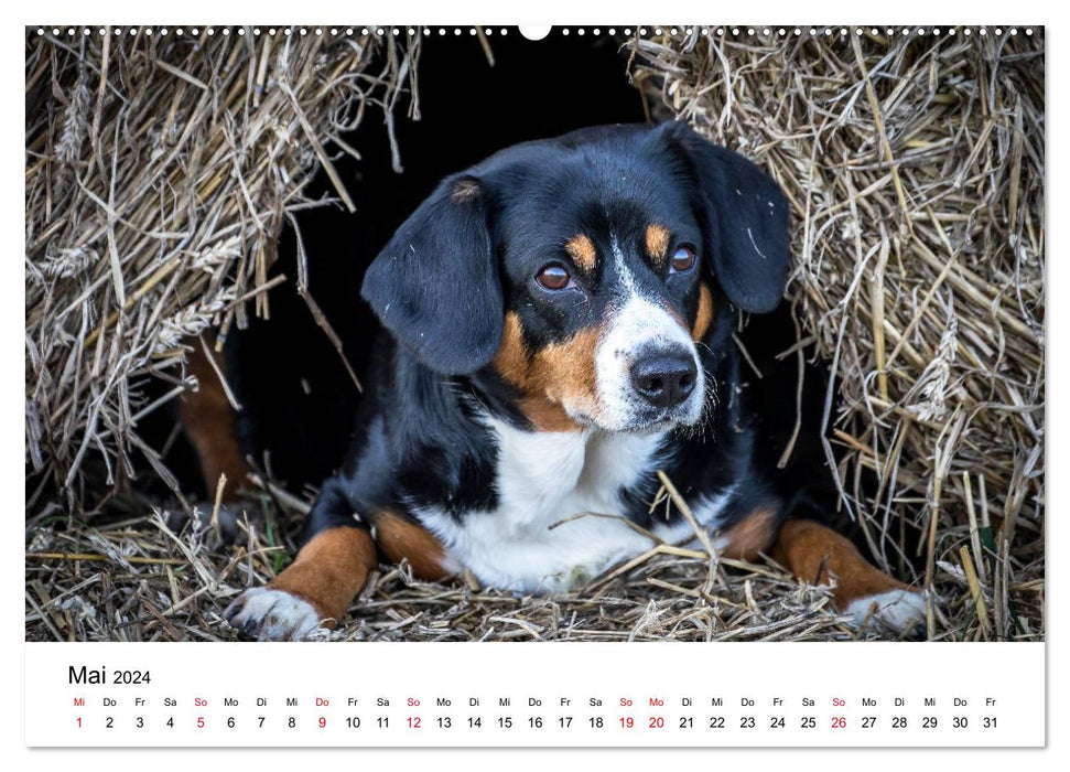 Chiens de montagne de l'Entlebuch Emma et Luna (calendrier mural CALVENDO 2024) 