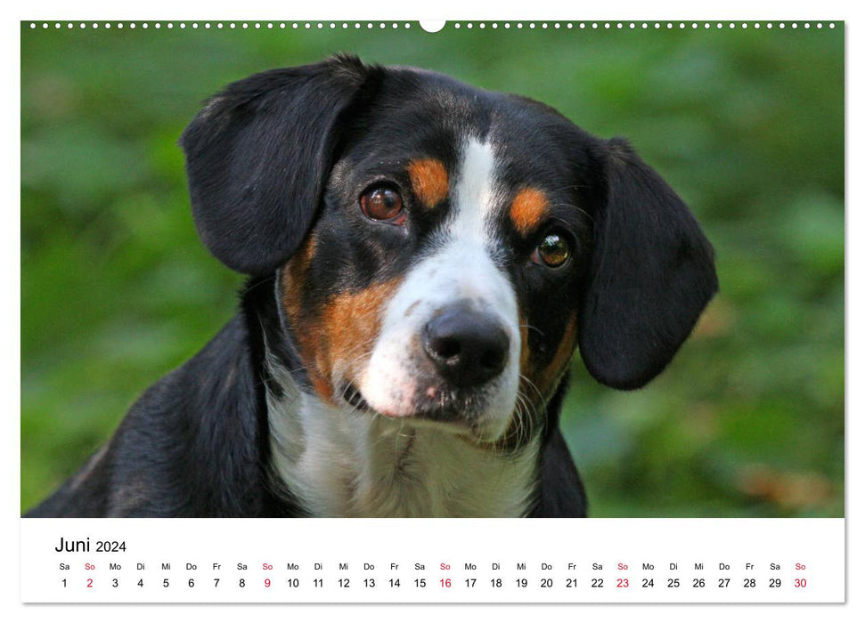 Chiens de montagne de l'Entlebuch Emma et Luna (calendrier mural CALVENDO 2024) 