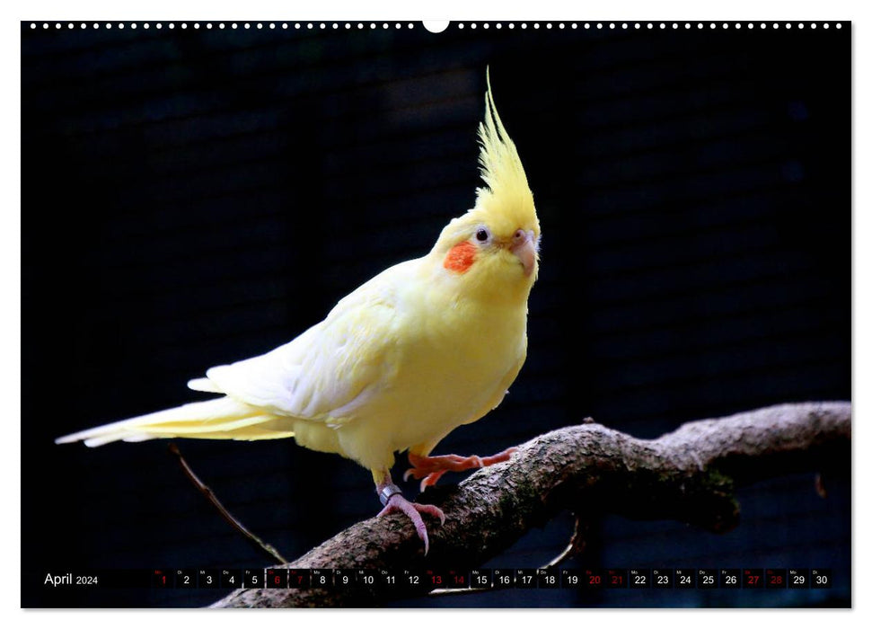 Näher an die Vogelwelt - Exotische Vögel aus aller Welt (CALVENDO Premium Wandkalender 2024)