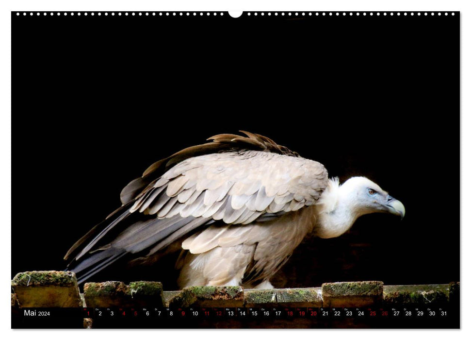 Näher an die Vogelwelt - Exotische Vögel aus aller Welt (CALVENDO Premium Wandkalender 2024)