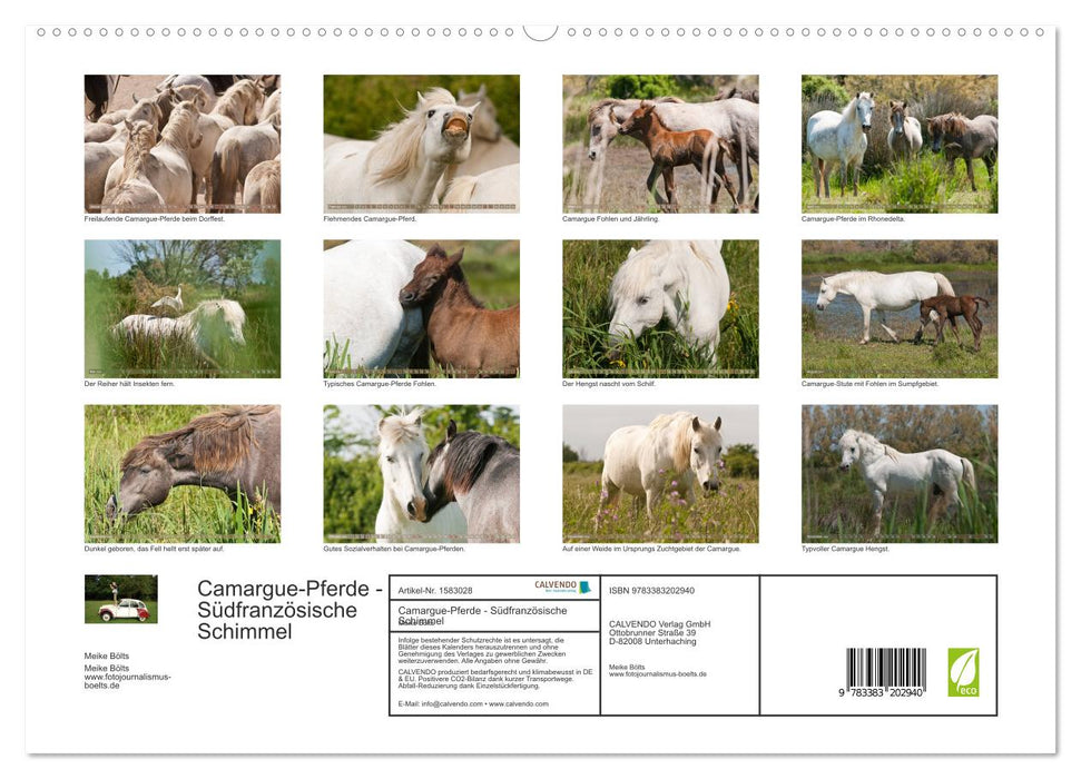 Chevaux de Camargue – Gris du sud de la France (Calvendo Premium Calendrier mural 2024) 