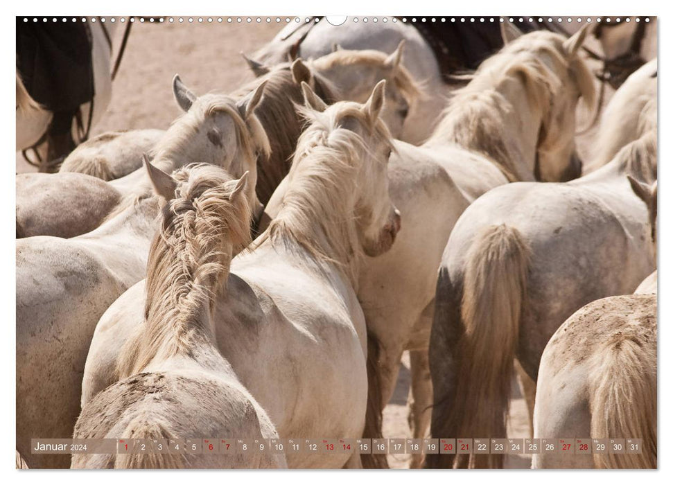 Chevaux de Camargue – Gris du sud de la France (Calvendo Premium Calendrier mural 2024) 