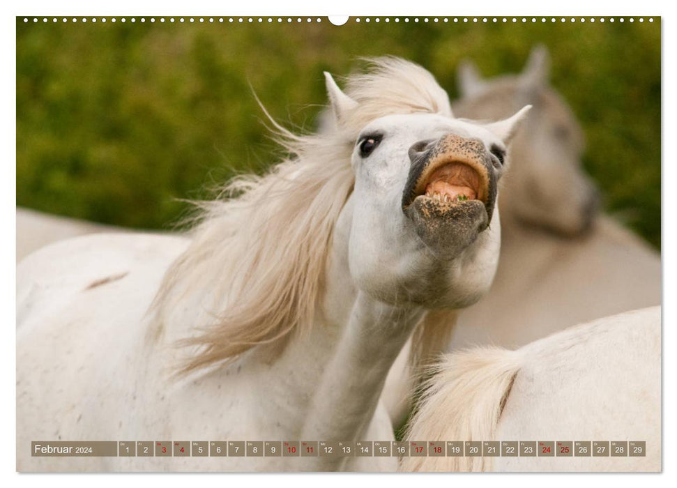 Camargue-Pferde - Südfranzösische Schimmel (CALVENDO Premium Wandkalender 2024)