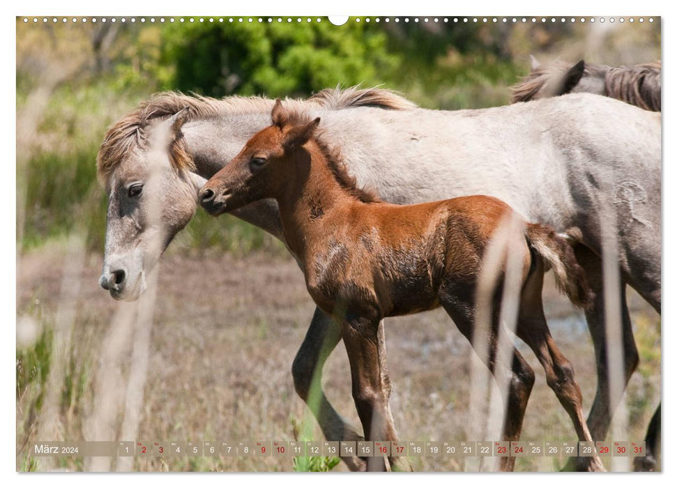 Camargue-Pferde - Südfranzösische Schimmel (CALVENDO Premium Wandkalender 2024)