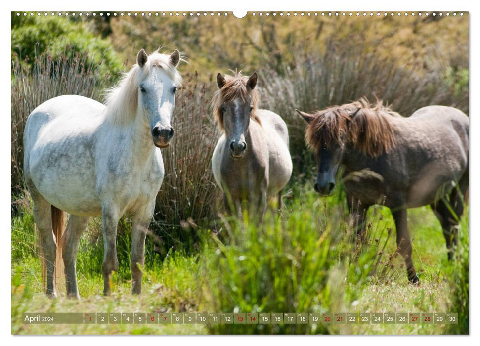 Chevaux de Camargue – Gris du sud de la France (Calvendo Premium Calendrier mural 2024) 