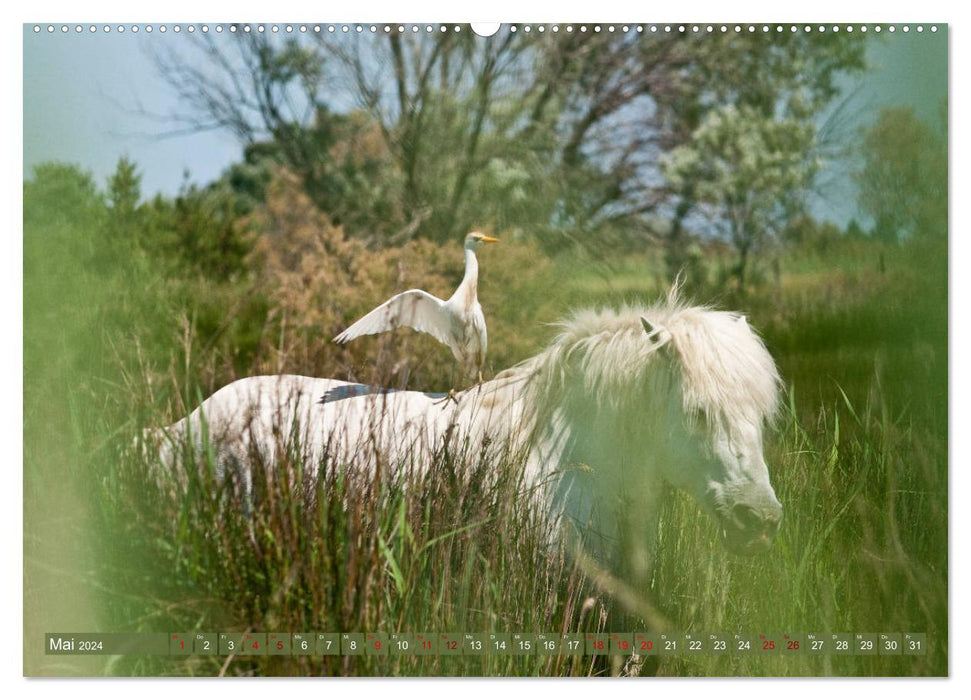 Chevaux de Camargue – Gris du sud de la France (Calvendo Premium Calendrier mural 2024) 