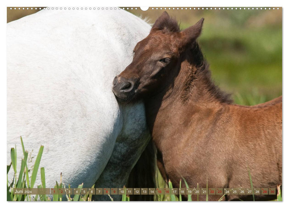 Chevaux de Camargue – Gris du sud de la France (Calvendo Premium Calendrier mural 2024) 