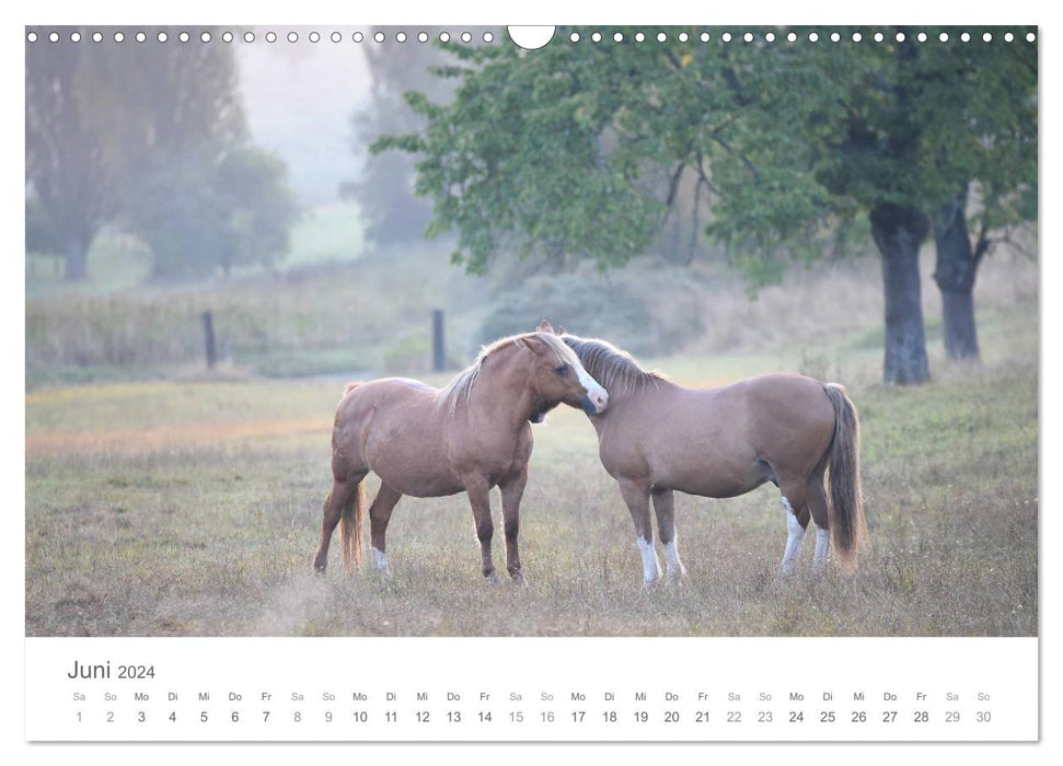 Chevaux de conte de fées (calendrier mural CALVENDO 2024) 